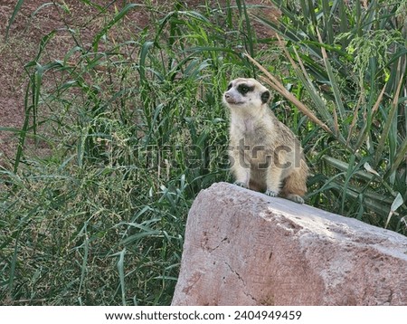 Meerkat Al Ain Zoo natural beauty animals scenery Great Views blue sky clouds trees plant flowers Green background wallpaper HD natural environment earth winning New picture travel holiday Dubai