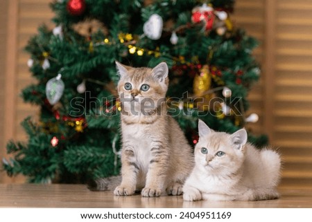 A cute kitten is sitting on a table and looking curiously at something with a Christmas tree in the background.