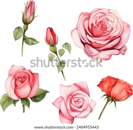Vector watercolor roses and leaves floral illustration on white background