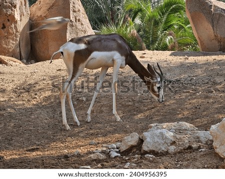 Arabian gazelle Al Ain Zoo natural beauty animals scenery Great Views blue sky and clouds trees plant flowers Green background wallpaper HD natural environment earth winning New picture travel holiday