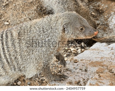 Banded mongoose Al Ain Zoo natural beauty animals scenery Great Views blue sky and clouds trees plant flowers Green background wallpaper HD natural environment earth winning New picture travel holiday