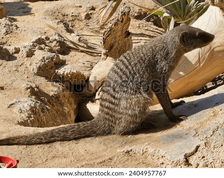 Banded mongoose Al Ain Zoo natural beauty animals scenery Great Views blue sky and clouds trees plant flowers Green background wallpaper HD natural environment earth winning New picture travel holiday