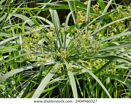 Cyperus rotundos coco-grass Natural scenery Great Views blue sky and clouds  mountain trees  Red Yellow flower green leaf land screen background wallpapers HD 