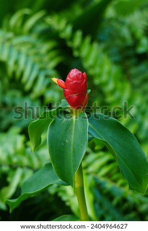 Enter the enchanting world of the Indian Head Ginger, a botanical marvel that beckons with its unique allure. Resplendent in its tropical habitat, this exotic plant reveals a striking display of lush 