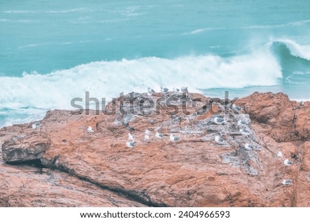 View of birds sitting on a boulder or rock in the ocean near San Francisco Bay. Nature landscape, California USA