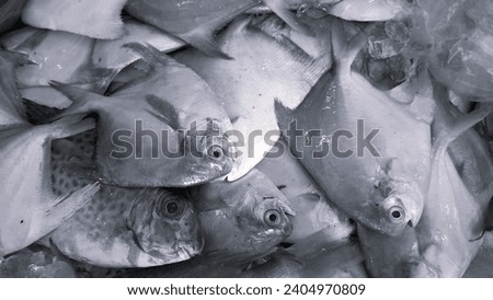 Fresh sea fish at the fish market, these fish are given chunks of ice to maintain their freshness.