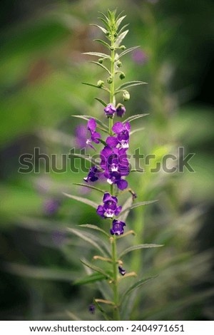 Blooming lavender flowers with blurred background, image for mobile phone screen, display, wallpaper, screensaver, lock screen and home screen or background
