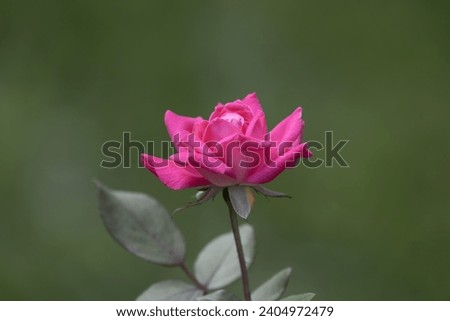 A Beautiful Pink Rose Flower give awesome and natural color to picture