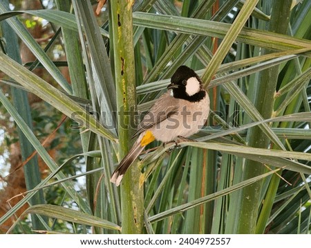 Bulbul bird in dates tree UAE Natural scenery Great Views blue sky and clouds  mountain trees  Red Yellow flower green leaf land screen background wallpapers HD  Royalty-Free Stock Photo #2404972557