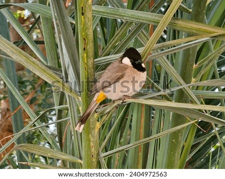 Bulbul bird in dates tree UAE Natural scenery Great Views blue sky and clouds  mountain trees  Red Yellow flower green leaf land screen background wallpapers HD  Royalty-Free Stock Photo #2404972563