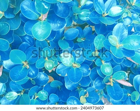 beautiful close up blue houseplant