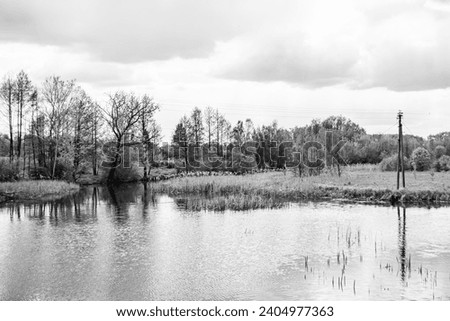 Beautiful grass swamp reed growing on shore reservoir in countryside to colored background, photography consisting of wild grass swamp reed at wet water, grass long swamp reed from natural nature
