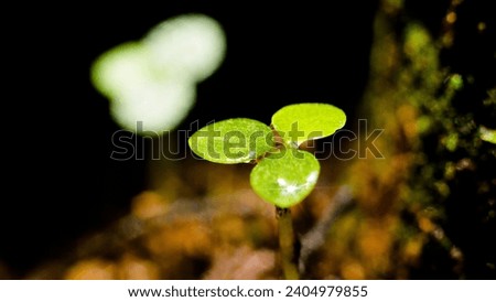 The dense foliage makes the mystery in the wild forests.The green leaves have dew drops on their stems, the sunlight sparkles behind the leaves.There are many types of leaves in the forest,