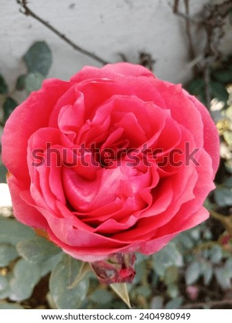 This is rose picture natural authentic