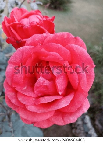 This is rose picture natural red
