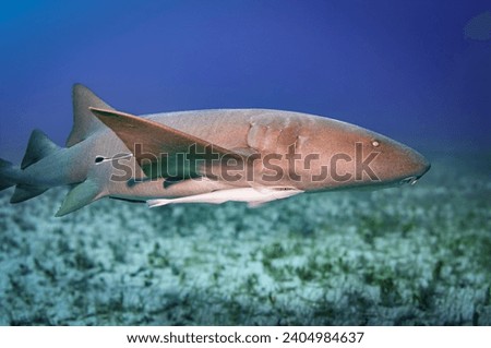 A nurse shark swimming in a blue background