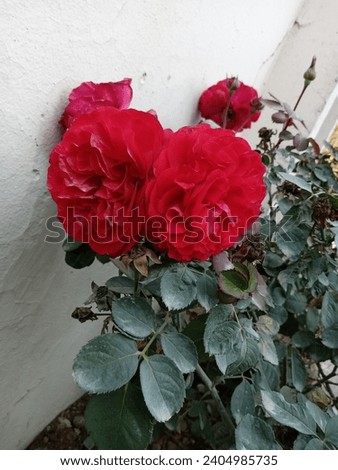 This is a red rose picture natural
