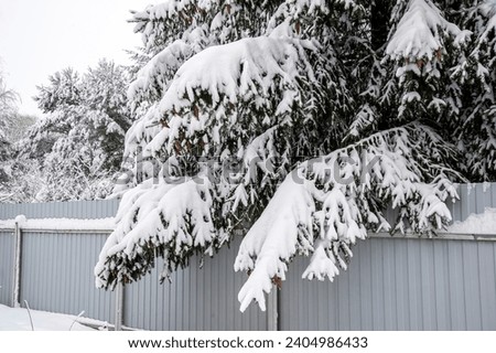 Spruce branches hang on the fence under the weight of snow
 Royalty-Free Stock Photo #2404986433