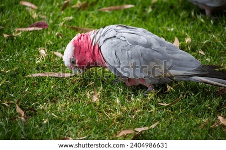 A curious and hungry Australian pink and grey galah Eolophus roseicapilla searches for juicy cape weed flower tips to eat from the green lawn in the park by the lake on a fine summer morning.