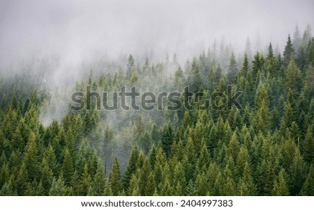 Thick Green Forest at The Mount Hood National Forest, Oregon Royalty-Free Stock Photo #2404997383