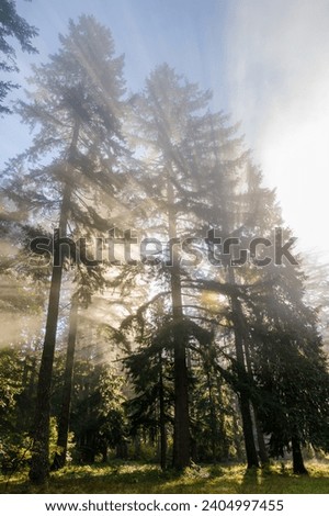 Sunrise Through the Canopy of Silver Falls State Park, the largest state park in Oregon, USA