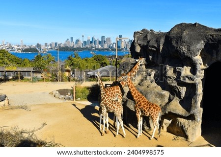 Giraffe family with Sydney skyline in the background