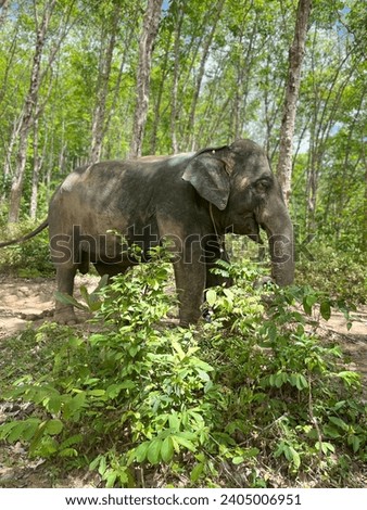 Elephant picture at Bali Indonesia 