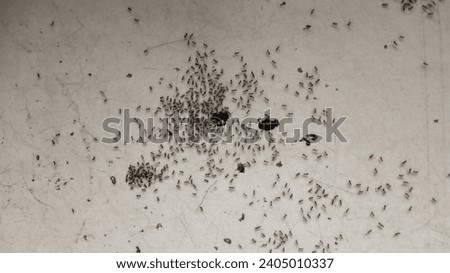 Ant, a group of ants are gathering