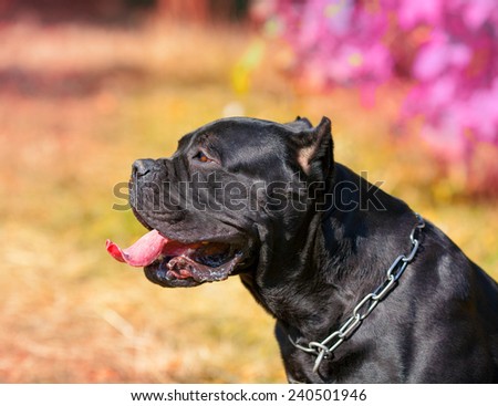 Cane corso italiano dog walking in park in autumn