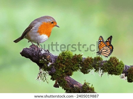 Beautiful background image of a wild robin (Erithacus rubecula) with stunning colors and a monarch butterfly (Danaus plexippus) standing on a branch. Tiny and cute bird looking at a prey butterfly. Royalty-Free Stock Photo #2405019887