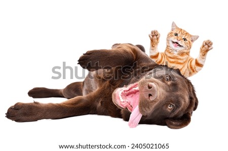 Funny kitten  Scottish Straight peeks out from behind a Labrador lying on his back isolated on a white background