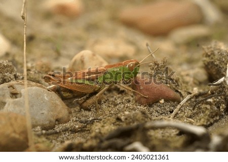 Natural closeup on the Common European meadow grasshopper, Pseudochorthippus parallelus Royalty-Free Stock Photo #2405021361
