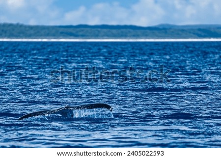 Tail of a Humpback Whale as it dives beneath the protected waters of Hervey Bay.