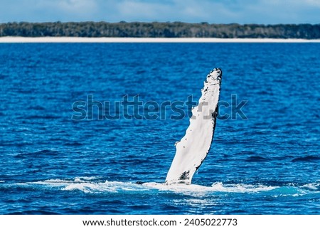 Humpback Whale slapping their fin in Hervey Bay