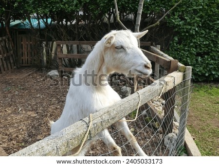 muzzle of a white goat looking out of the sheepfold Royalty-Free Stock Photo #2405033173