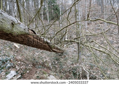 a prominent tree with protruding branches lies in the forest