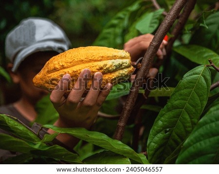 Close-up hands of a cocoa farmer use pruning shears to cut the cocoa pods or fruit ripe yellow cacao from the cacao tree. Harvest the agricultural cocoa business produces. Royalty-Free Stock Photo #2405046557
