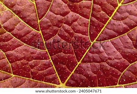Macro close up of red autumn leaf texture. Natural background.