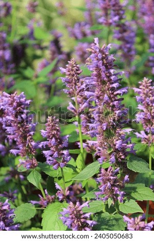 Agastache 'Blue Boa', giant hyssop with big purple blossoms Royalty-Free Stock Photo #2405050683