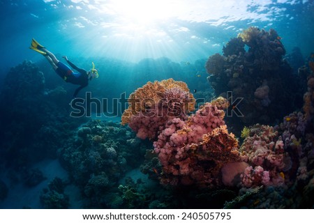 Free diver exploring vivid coral reef in tropical sea