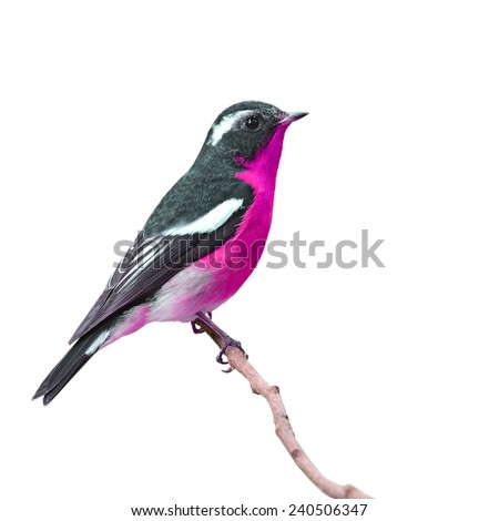 Beautiful colorful bird perching the branch, isolated white background