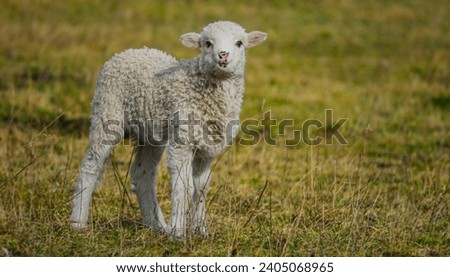 cute lamb on a farm - close up - original easter picture