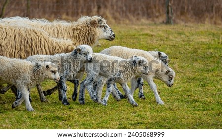 cute lamb on a farm - close up - original easter picture