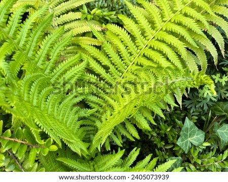 Macro photo nature plant green fern. Stock photo green plant wild fern background Royalty-Free Stock Photo #2405073939