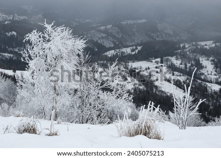 Picturesque view of trees covered with hoarfrost and snowy mountains on winter day