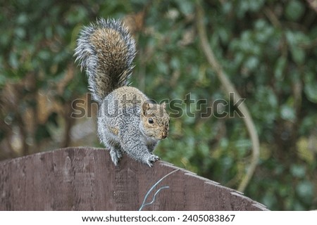 Close up head on view of a squirrel running along the top of a wooden fence with a bokeh tree behind and his tail hooked