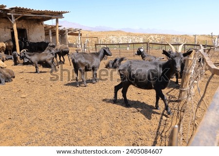 a goat farm in the mountains of Kyrgyzstan in Central Asia
