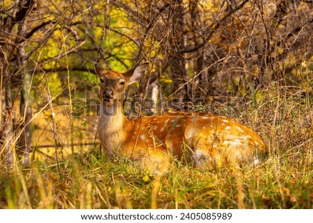 Beautiful sika deer in the autumn forest against the background of colorful foliage of trees. The deer looks to the sides and chews the grass. Fabulous forest autumn landscape with wild animals.