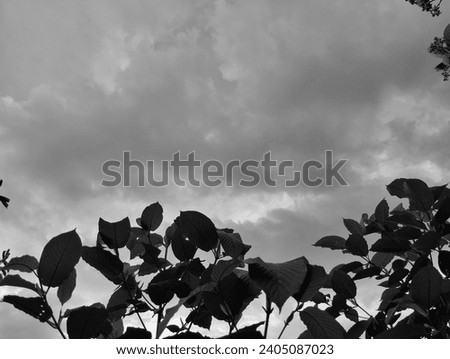 Black and white photo of leaves under the sky 