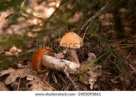 Orange cap boletus. Red boletus mushrooms with a red bonnet and a white foot among the grass, moss and dry foliage in pine tree forest at autumn season. Crop of forest edible mushrooms. 
 Royalty-Free Stock Photo #2405093861